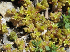 Sedum litoreum