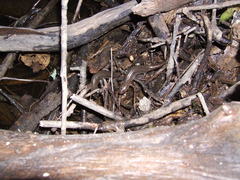 Desmognathus valtos