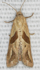 Eugnosta bimaculana