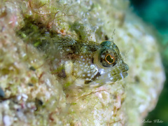 Sailfin Blenny photo 3