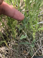 Malvella sagittifolia