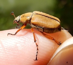 Macrodactylus subspinosus