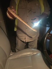 Bogertophis subocularis subocularis