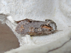 Psaphida electilis