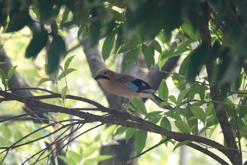 Eurasian Jay
