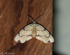 Achrosis