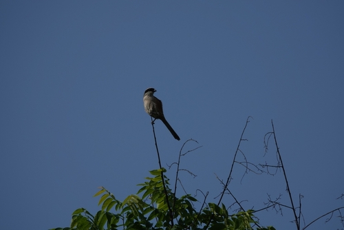 Long-tailed Shrike