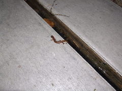 Eurycea quadridigitata