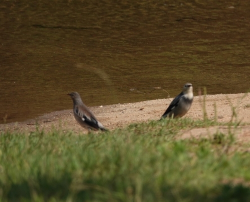 Red-billed Starling