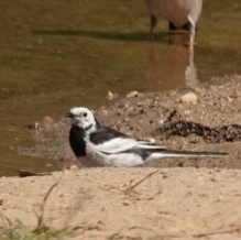 White Wagtail