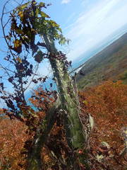 Stenocereus standleyi