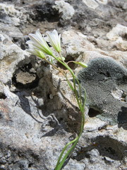 Gagea graeca