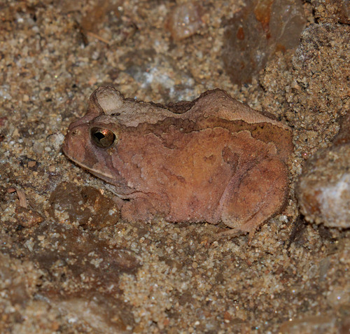Ceará Smooth-horned Frog, Proceratophrys cristiceps