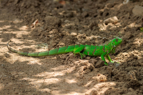 Green Iguana, photo 4 of 7