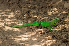 Green Iguana photo 3