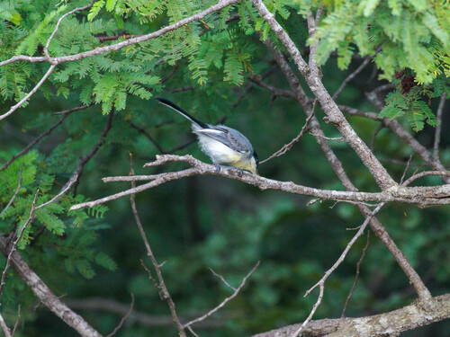 Tropical Gnatcatcher (Polioptila plumbea), photo 9