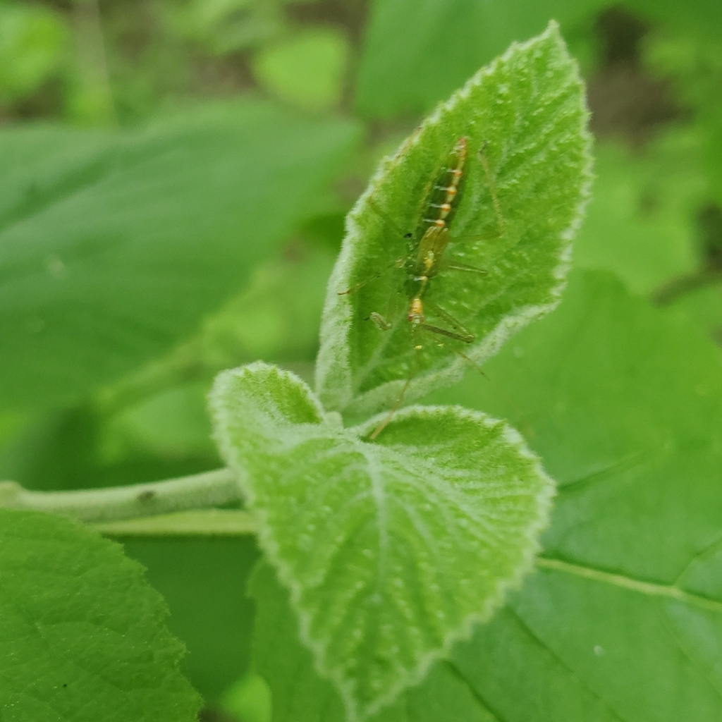  Pale Green Assassin Bug Zelus luridus
<br />)