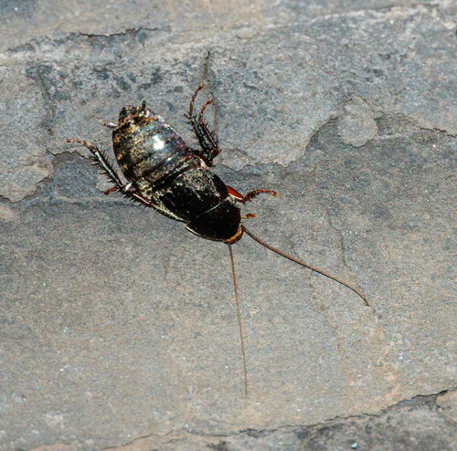 Pelmatosilpha villana