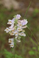 Penstemon australis