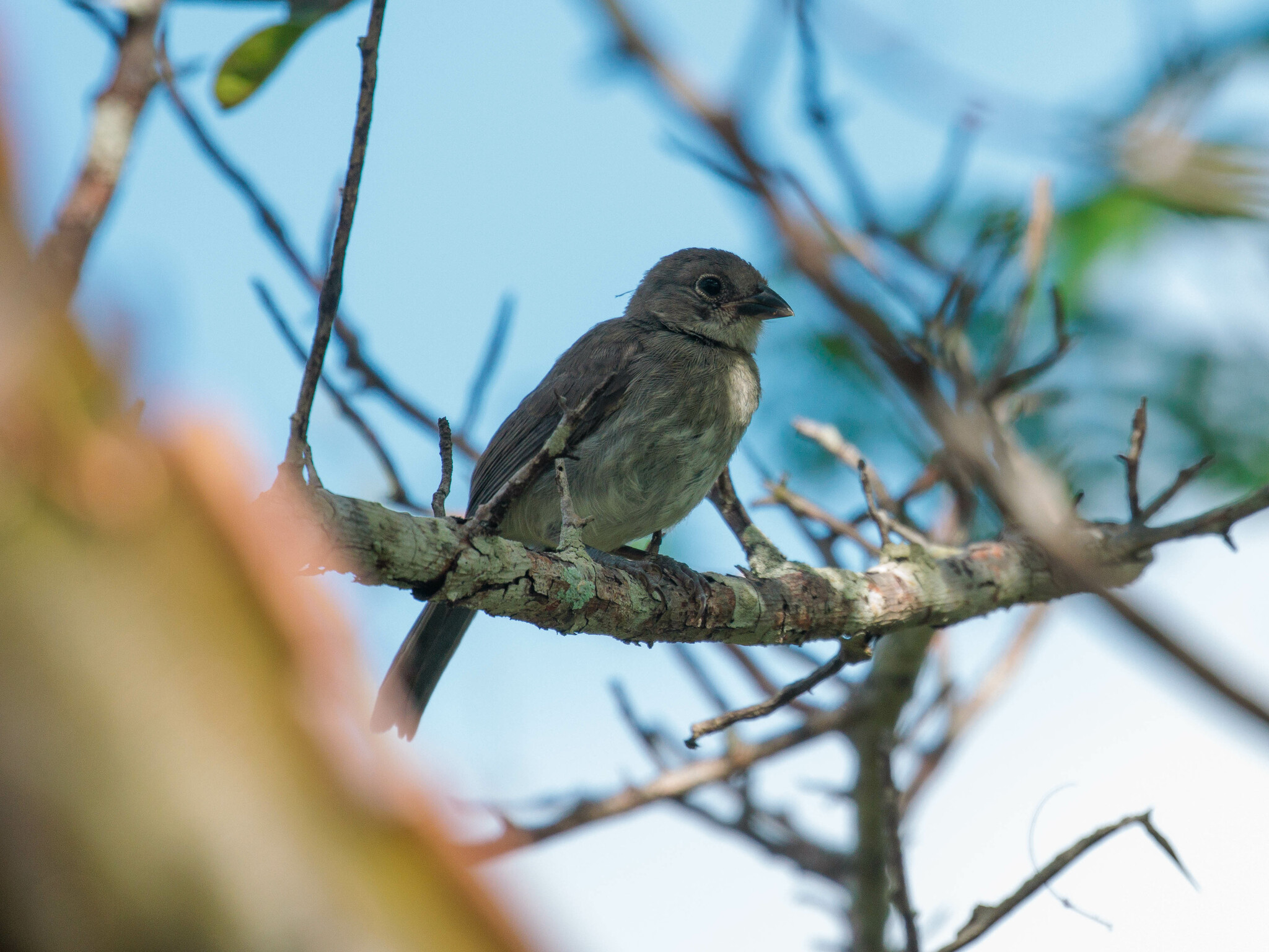 Pileated Finch illustration