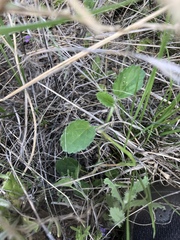 Rhynchosida physocalyx