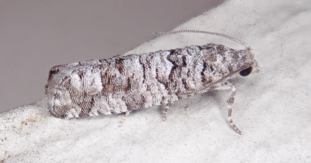 Gray Retinia Moth