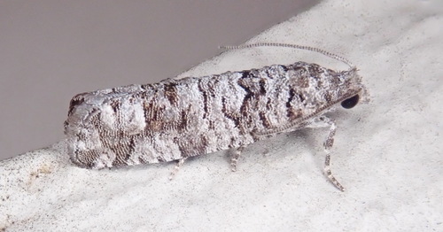 Gray Retinia Moth