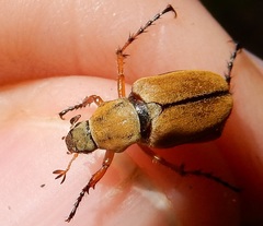 Macrodactylus subspinosus