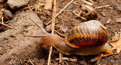 Cornu aspersum