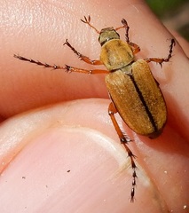 Macrodactylus subspinosus
