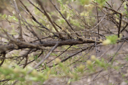 Image of Baccharis pteronioides by (c) Rodolfo Maximiliano Gutiérrez-Sánchez, some rights reserved (CC BY)