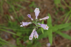 Penstemon australis