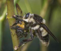 Mallophora bomboides