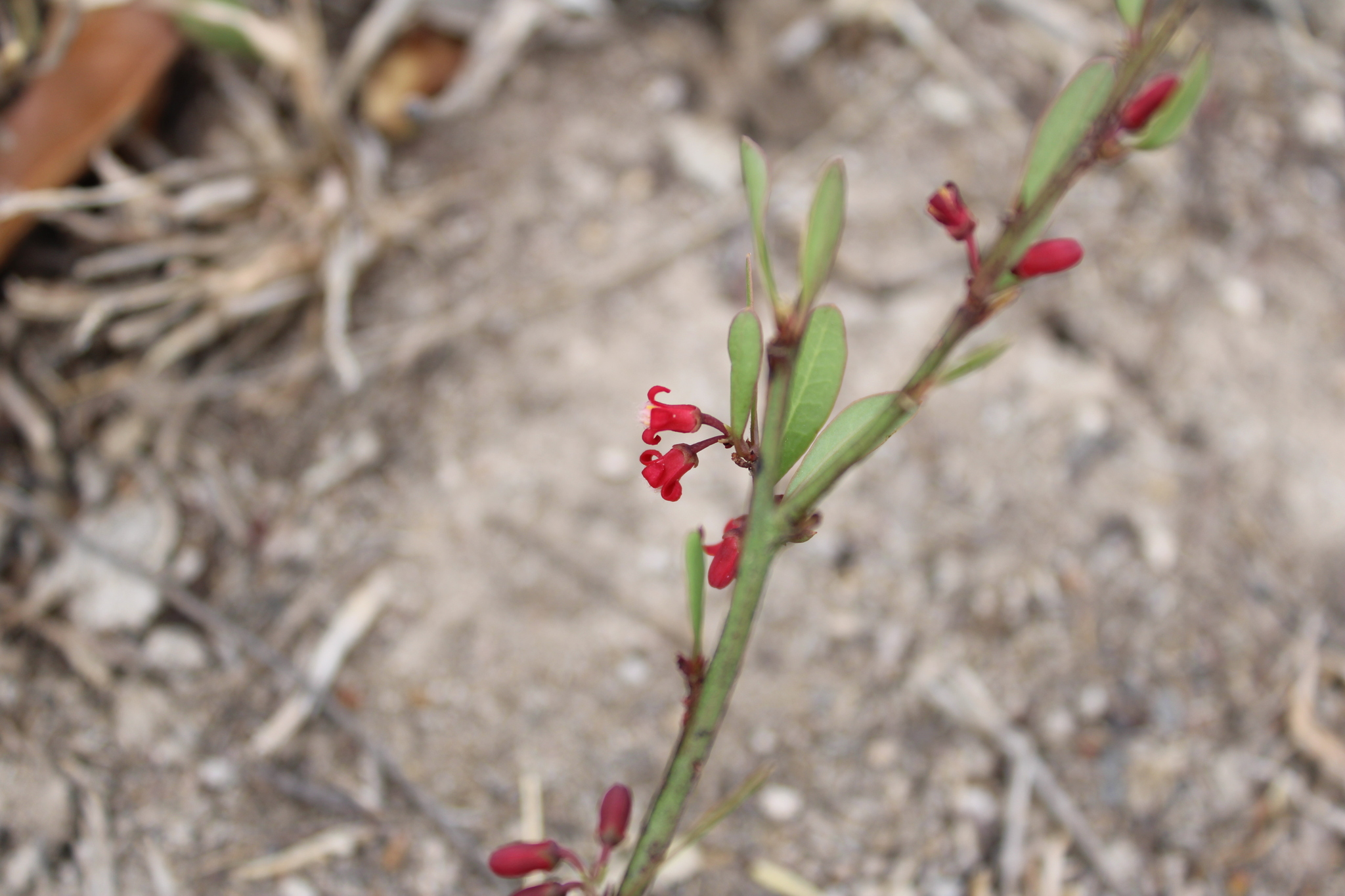 Ximenia parviflora