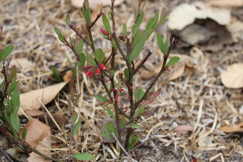 Image of Ximenia Parviflora (Ximenia parviflora) by (c) Rodolfo Maximiliano Gutiérrez-Sánchez, some rights reserved (CC BY)