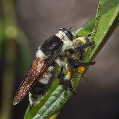 Mallophora bomboides