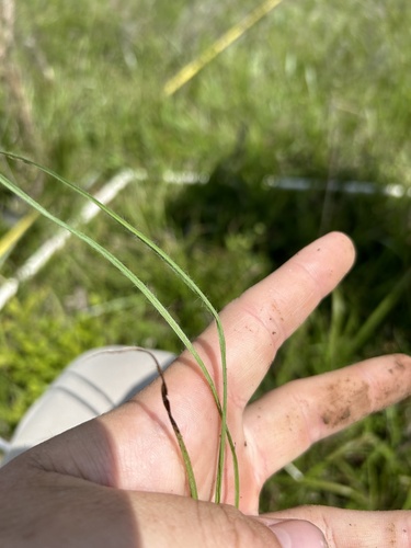 glossy-seeded star grass (Hypoxis sessilis)