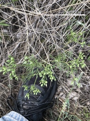 Ammoselinum popei