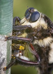 Mallophora bomboides
