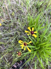 author not stated, no rights reserved Helenium campestre, photograph author not stated, no rights reserved
