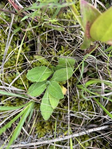 Helenium campestre, photograph 6