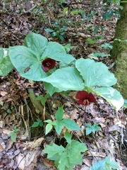 Trillium vaseyi