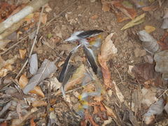 Icterus pustulatus graysonii