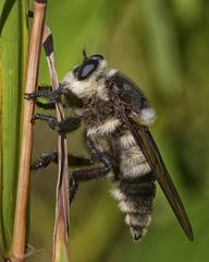Mallophora bomboides
