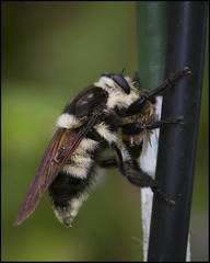 Mallophora bomboides