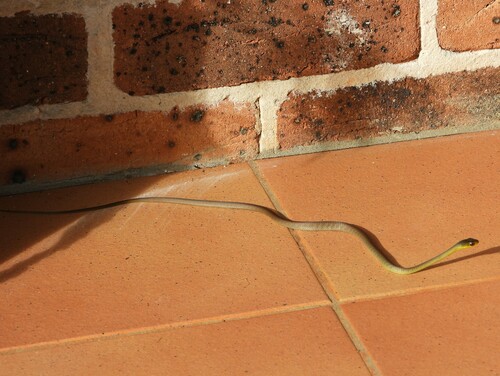 Common Tree Snake sighting