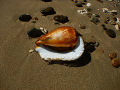 Titanostrombus galeatus