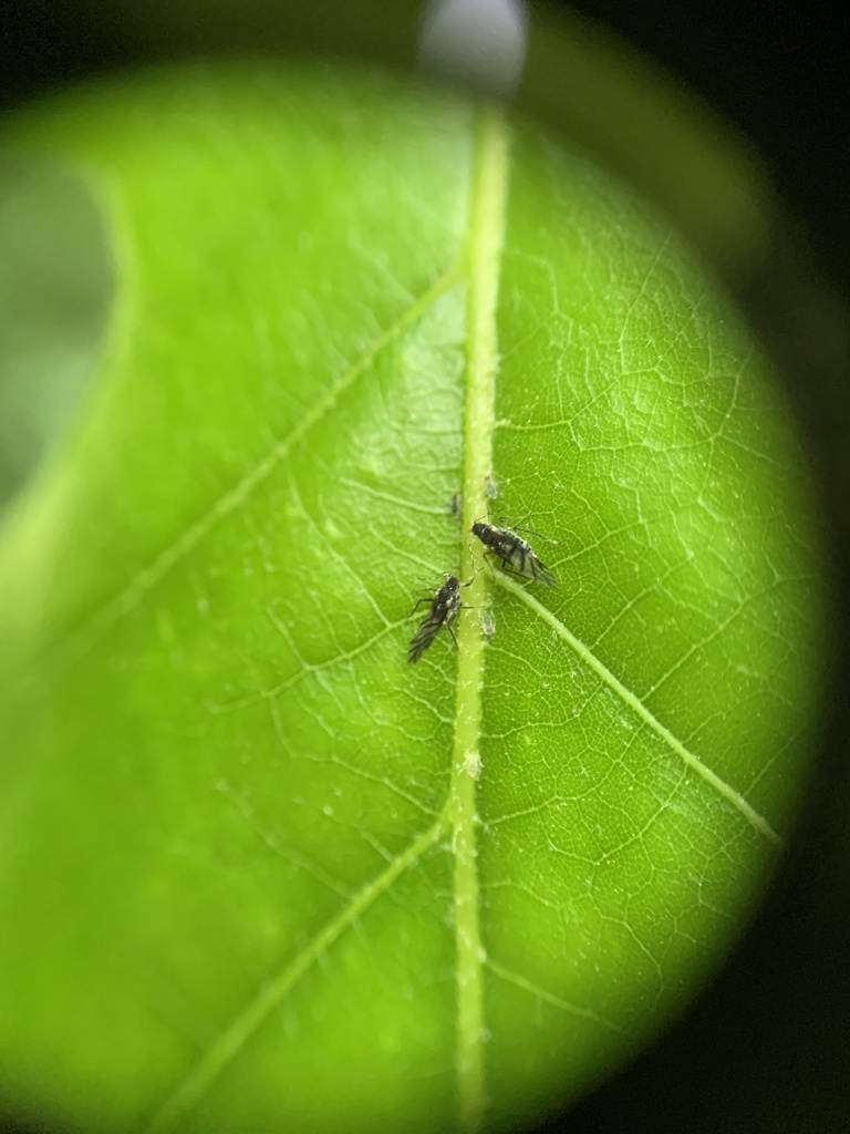 Hoplochaitophorus quercicola