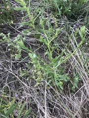 Xanthisma texanum drummondii