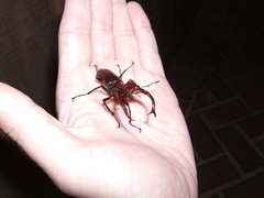 Lucanus elaphus